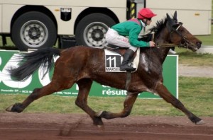 course de trot monté