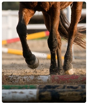 paris chevaux courses