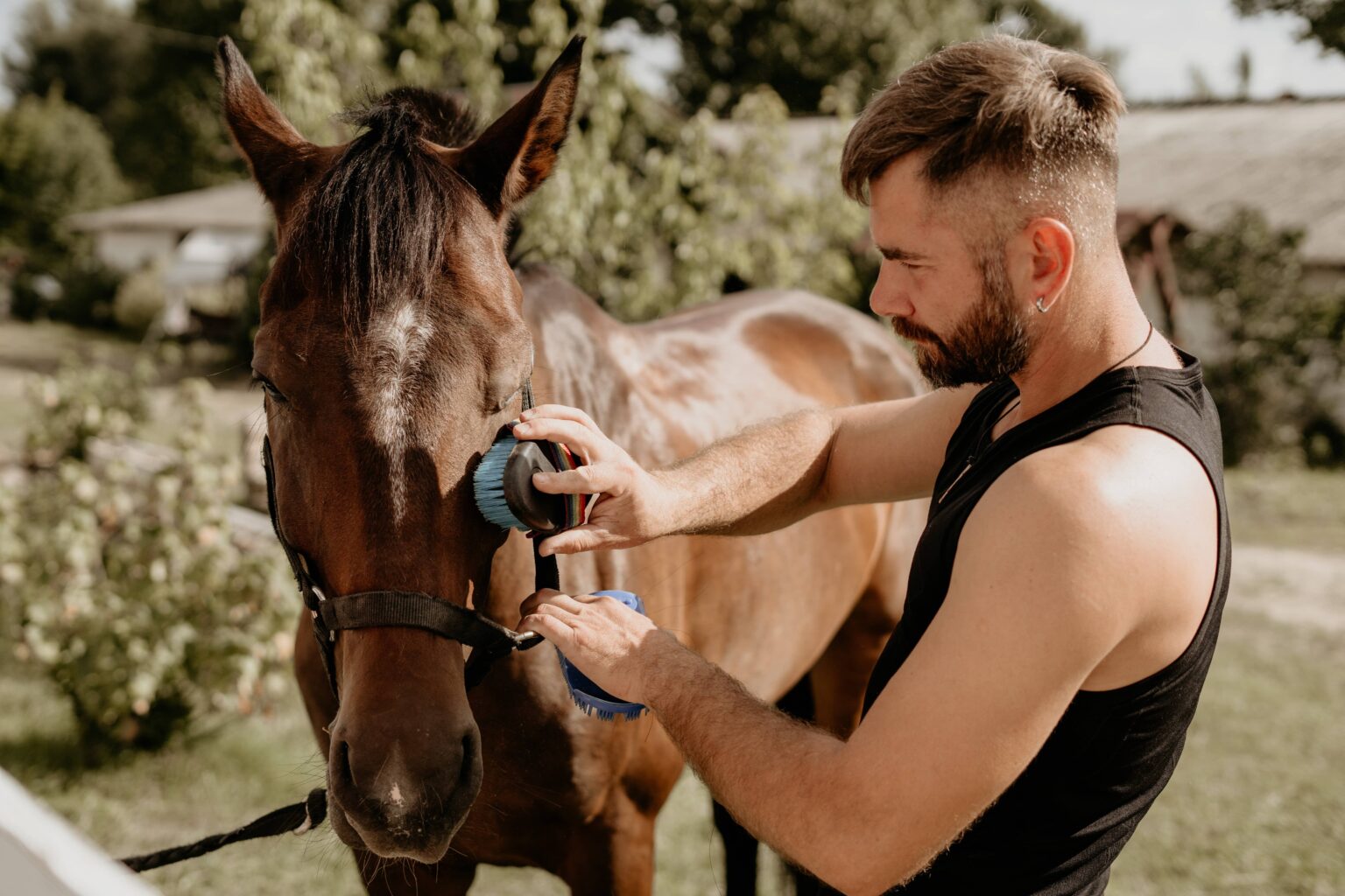 Cout d entretien du cheval Trot Galop Frais annuels