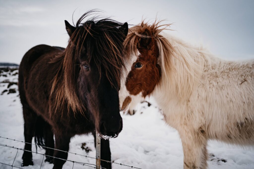 race de chevaux Français