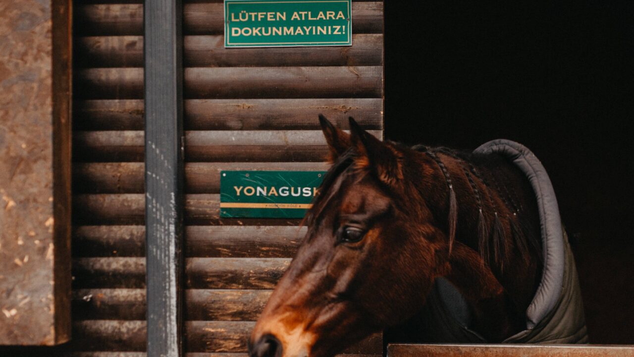 Le fer à cheval porte bonheur : les raisons - Trot Galop