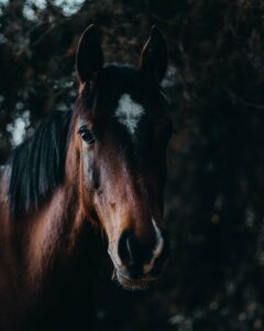 maladie de cushing cheval