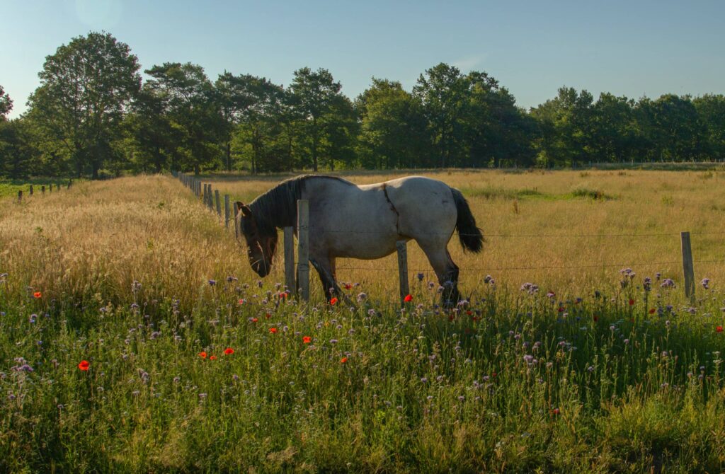race de chevaux de trait