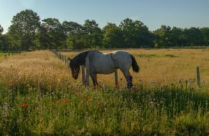 race de chevaux de trait